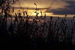 The last photons this grass will see today