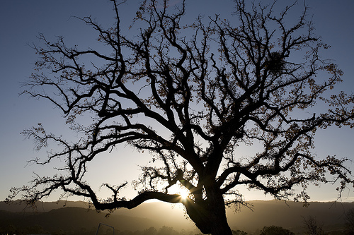 The tree with a business model